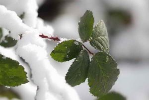 Exkursion Mit Wildpflanzen durch den Winter @ Sindelfingen