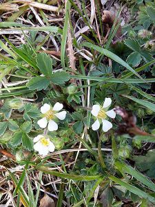 Exkursion Essbare Wildpflanzen – die wichtigsten Arten im Frühjahr @ München