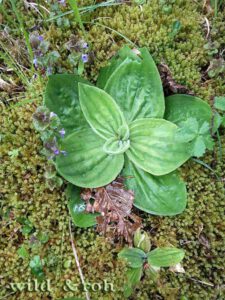 Seminar Systematische Pflanzenbestimmung - Wie man ohne App und Baumschulkatalog draußen jede (heimische) Pflanze bestimmen kann @ Verband Garten-, Landschafts- und Sportplatzbau Baden-Württemberg e.V.