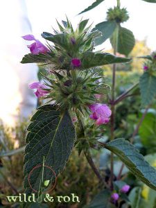 Exkursion Essbare Wildpflanzen im Sommer @ Sindelfingen