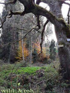 Exkursion Wildes am Waldrand @ Sindelfingen Badezentrum