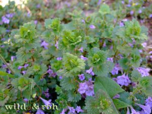 English Excursion: Edible Wild Plants - how to find, identify and use them @ Sindelfingen