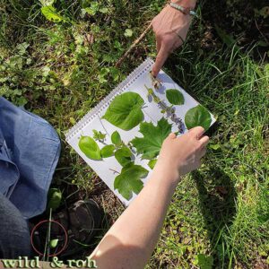 Online-Jahreskurs Wildpflanzen-Botanik 2024/2025 @ online