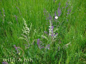 Exkursion Essbare Wildpflanzen im Sommer @ Gärtnerhof Jeutter