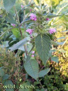 Schnupper-Botanik-Kurstag "Einstieg ins Botanische Bestimmen" @ Sindelfingen