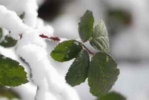 Exkursion „Essbare Wildpflanzen im Winter“ @ Sindelfingen