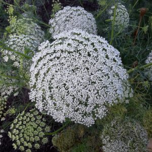 Botaniktage Apiaceae – Doldengewächse sicher unterscheiden und bestimmen @ Sindelfingen