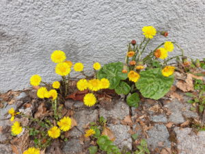 Essbare Wildpflanzen im März @ Sindelfingen